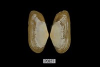 藏品(彎水獺蛤)的圖片